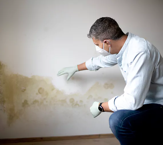 Mold Removal Service in Kenmore, WA